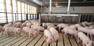 Swine nutrition experts to share soybean meal research, profit tips at World Pork Expo Swine nutrition experts to share soybean meal research, profit tips at World Pork Expo