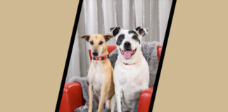 Boo the Miracle Dog: A Story of Bravery, Breakthroughs, and a Bond That Inspires Canine companions Boo and Blanca Davis