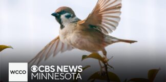 Here's why listening to birds singing may be a secret mental health boost Here's why listening to birds singing may be a secret mental health boost
