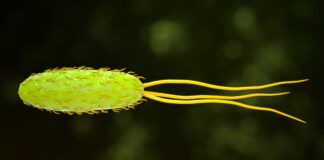 Is your gut microbiome a calorie ‘super harvester’? Is your gut microbiome a calorie 'super harvester'?