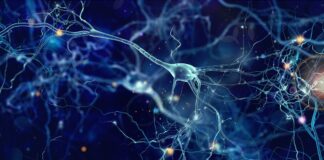 Molecule breakthrough offers hope for MND treatment Neurons cells concept