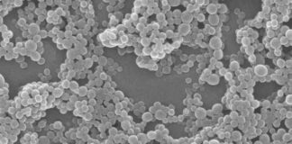 Mouse study reveals harmful effects of polystyrene nanoplastics in food and beverages Mouse study reveals harmful effects of polystyrene nanoplastics in food and beverages
