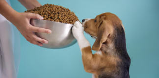 Popular Business Trends in the Dog Food Industry » World Business Outlook Popular Business Trends in the Dog Food Industry