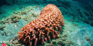 Scientists have found a breakthrough in cancer treatment, and it is deep within the ocean Scientists have found a breakthrough in cancer treatment, and it is deep within the ocean