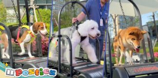 Shanghai’s Gogogym eyes pet fitness revolution with canine treadmills Shanghai’s Gogogym eyes pet fitness revolution with canine treadmills