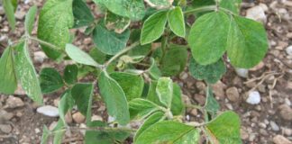 The Effect of Drought Stress on Soybeans, with Management Strategies The Effect of Drought Stress on Soybeans, with Management Strategies