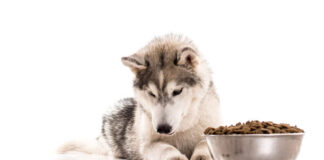 What Should You Know About Canine Nutrition Trends in 2025? A Siberian Husky examining scattered kibble beside a full bowl of nutritious dog food