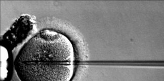 Breakthrough gene therapy reverses genetic deafness across age groups Breakthrough gene therapy reverses genetic deafness across age groups