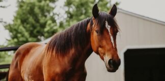 Breakthrough treatment saves horse at Mizzou Breakthrough treatment saves horse at Mizzou