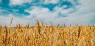 Fungus-fortified bread-wheat crops offer improved nutrition Fungus-fortified bread-wheat crops offer improved nutrition