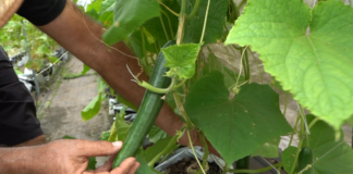 New Farm to School Action Plan aims to improve student nutrition and support local agriculture a man showing off a full sized locally grown cucumber