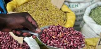 Scaling nutrition impact: Schools serve up High-Iron Beans Scaling nutrition impact: Schools serve up High-Iron Beans