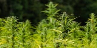 Using Hemp Flour And Oil Can Make Gluten-Free Baked Goods With ‘Optimal’ Texture And ‘Significant’ Nutrition, Study Shows Using Hemp Flour And Oil Can Make Gluten-Free Baked Goods With 'Optimal' Texture And 'Significant' Nutrition, Study Shows