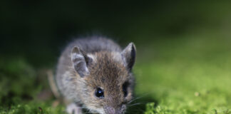 Baldness 'Cure' Is Close Due to New Breakthrough, Researchers Say Baldness 'Cure' Is Close Due to New Breakthrough, Researchers Say