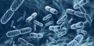 Common Food Bacteria ‘Could Transform Nutrition and Medicine’ Bacteria