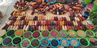 Global Seeds Industry Trends: Growth Drivers and Industry Forecast to 2033 Global Seeds Industry Trends: Growth Drivers and Industry Forecast to 2033