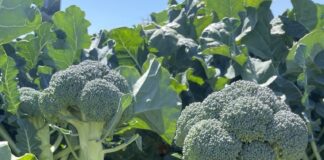 More nutrition and less food waste More nutrition and less food waste