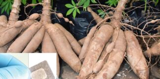 Cassava starch patch breakthrough in Kerala could aid treatment of mouth disorders, oral cancer Cassava starch patch breakthrough in Kerala could aid treatment of mouth disorders, oral cancer