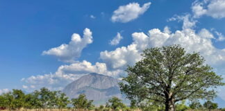 Growing trees on farms boosts nutrition in rural Malawi Growing trees on farms boosts nutrition in rural Malawi