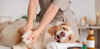 Wellness Trends Are Now Targeting Pets With Supplements and Raw Diets – One Green Planet Wellness Trends Are Now Targeting Pets With Supplements and Raw Diets – One Green Planet