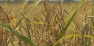 Arkansas nutrition programs shift from the Department of Education to Dept. of Agriculture station icon