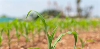 Soil and Water Management Strategies Mitigating Abiotic Stress in Horticulture Crops Research Topic Research topic image