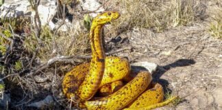 Alpaca antibodies used to create breakthrough snakebite treatment | Health Alpaca antibodies used to create breakthrough snakebite treatment | Health