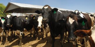 Nutrition 101 acquires Value Feeds