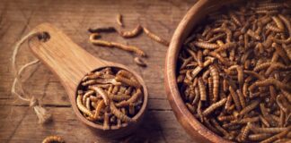 Tasting study of nutritious mealworm-enriched foods reveals high consumer acceptance mainsitelogo