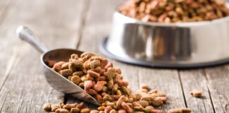 Use nutrition assessment to guide diabetes care in dogs and cats Use nutrition assessment to guide diabetes care in dogs and cats