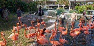 Zoo Miami’s 34 Caribbean flamingos receive annual wellness exams Zoo Miami’s 34 Caribbean flamingos receive annual wellness exams