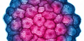 9 medical breakthroughs that gave us hope in 2025 9 medical breakthroughs that gave us hope in 2025