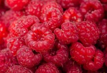 A Harvard oncologist reveals the secret about the big lies of nutrition A Harvard oncologist reveals the secret about the big lies of nutrition