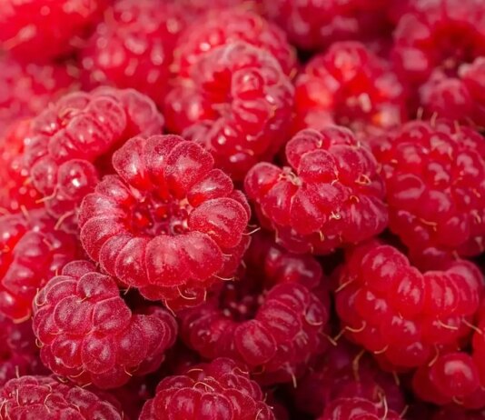 A Harvard oncologist reveals the secret about the big lies of nutrition A Harvard oncologist reveals the secret about the big lies of nutrition