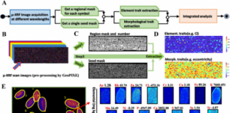 Automated X-Ray Imaging Reveals Genes Shaping Seed Nutrition and Size Automated X-Ray Imaging Reveals Genes Shaping Seed Nutrition and Size
