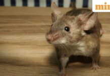 Big breakthrough! Spanish research team cure pancreatic cancer in mice. Here’s what we know about therapy Big breakthrough! Spanish research team cure pancreatic cancer in mice. Here's what we know about therapy