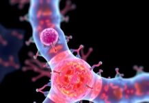 Breakthrough in 8p11 Syndrome Treatment Breakthrough in 8p11 Syndrome Treatment