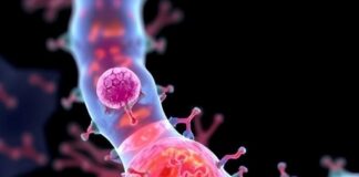 Breakthrough in 8p11 Syndrome Treatment Breakthrough in 8p11 Syndrome Treatment