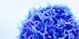 Coya advances immune-based therapy for early dementia Coya advances immune-based therapy for early dementia