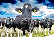 Dairy Council of California’s 2026 Nutrition & Health Trends Report signals key shifts for dairy innovation and consumer engagement Dairy Council of California's 2026 Nutrition & Health Trends Report signals key shifts for dairy innovation and consumer engagement