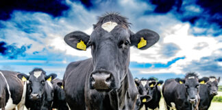 Dairy Council of California’s 2026 Nutrition & Health Trends Report signals key shifts for dairy innovation and consumer engagement Dairy Council of California's 2026 Nutrition & Health Trends Report signals key shifts for dairy innovation and consumer engagement