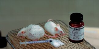 Did Scientists Find Pancreatic Cancer Cure? What to Know About Breakthrough Did Scientists Find Pancreatic Cancer Cure? What to Know About Breakthrough