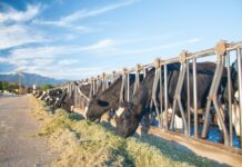 Lallemand Animal Nutrition awards $14K in scholarships Lallemand Animal Nutrition awards $14K in scholarships