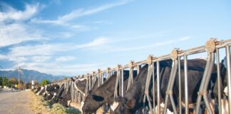 Lallemand Animal Nutrition awards $14K in scholarships Lallemand Animal Nutrition awards $14K in scholarships