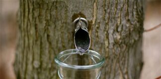 Maple syrup and our warming climate, Advice about protein in your diet, Trends in Wisconsin’s cheese industry Maple syrup and our warming climate, Advice about protein in your diet, Trends in Wisconsin’s cheese industry