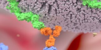 Recent advances in CAR-NK cell therapy could revolutionze cancer treatment Recent advances in CAR-NK cell therapy could revolutionze cancer treatment