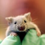 Scientists achieve pancreatic tumour regression in breakthrough study Scientists achieve pancreatic tumour regression in breakthrough study