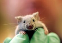 Scientists achieve pancreatic tumour regression in breakthrough study Scientists achieve pancreatic tumour regression in breakthrough study