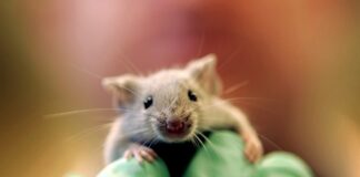 Scientists achieve pancreatic tumour regression in breakthrough study Scientists achieve pancreatic tumour regression in breakthrough study