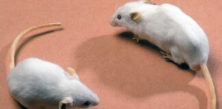 Spanish scientists cure pancreatic cancer in mice in medical breakthrough Spanish scientists cure pancreatic cancer in mice in medical breakthrough